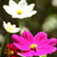 Flowers - Wallpapers